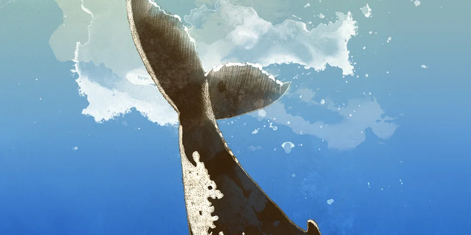 Dessin de la queue d'une baleine