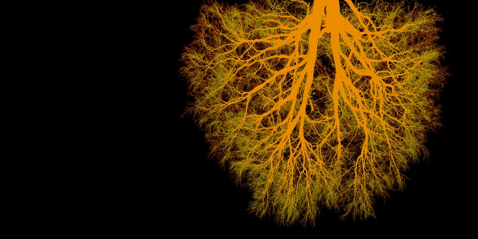 Visuel du concert Exercises in Estrangement III Mycorrhizia par Quasar - un arbre suspendu à l'envers