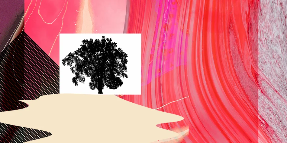 Visuel d'Arborientation