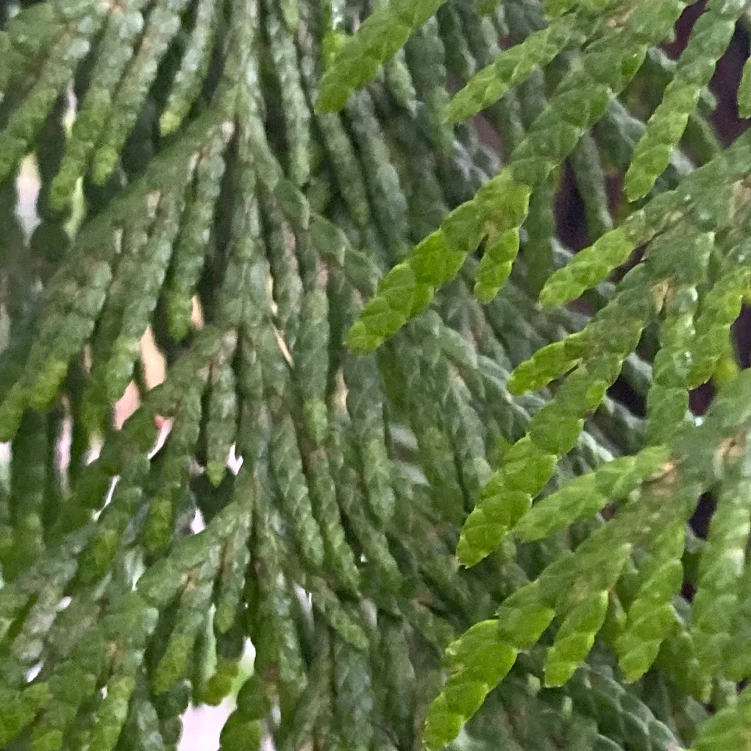 DYLAN ROBINSON cedar PHOTO