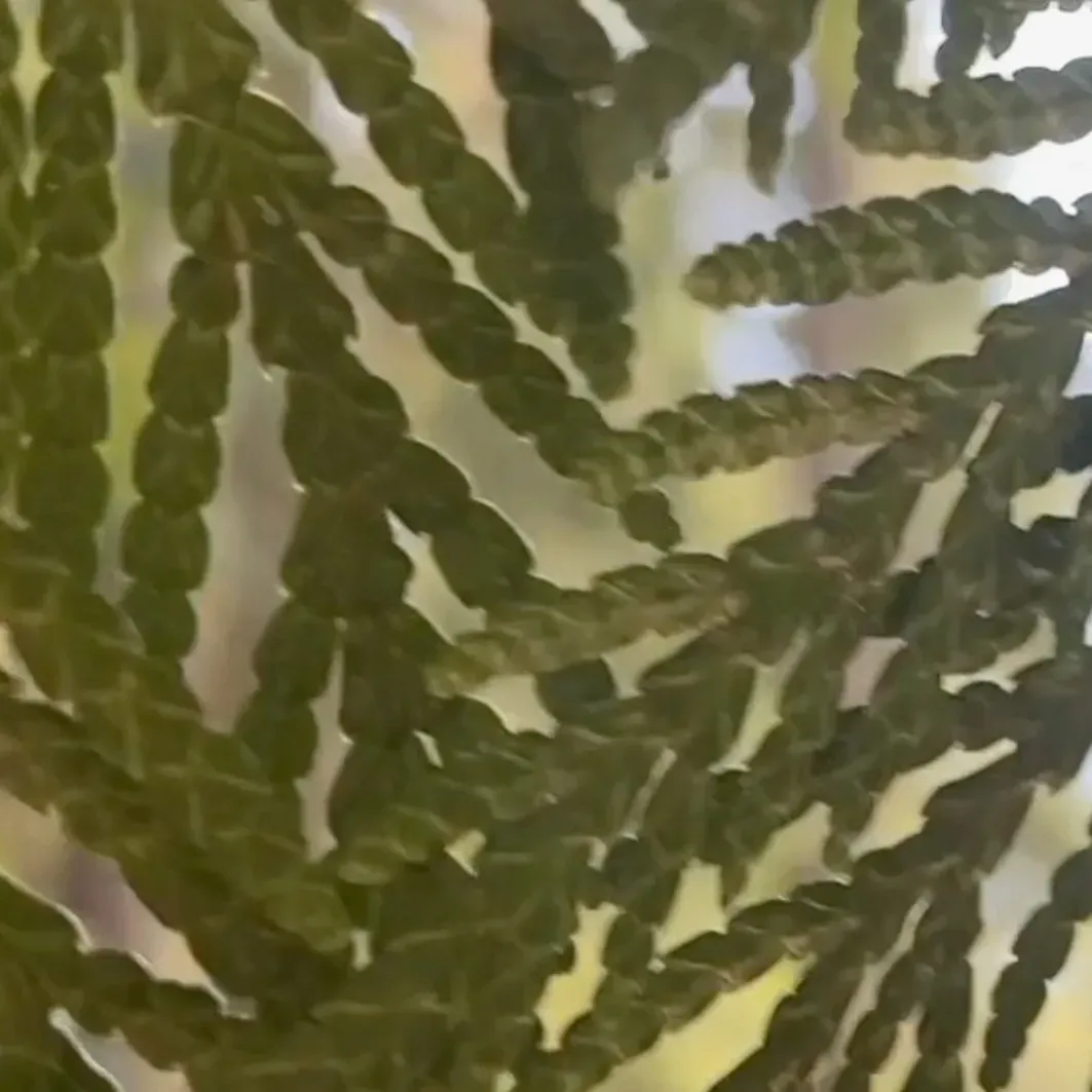 DYLAN ROBINSON PHOTO