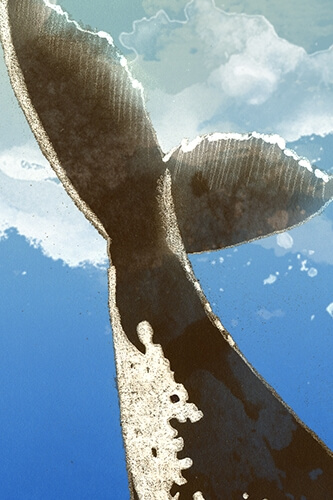 Drawing of the tail of a whale